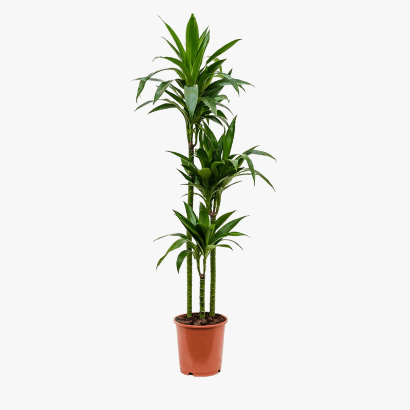 Dracaena fragrans Janet Craig – Multi Stem