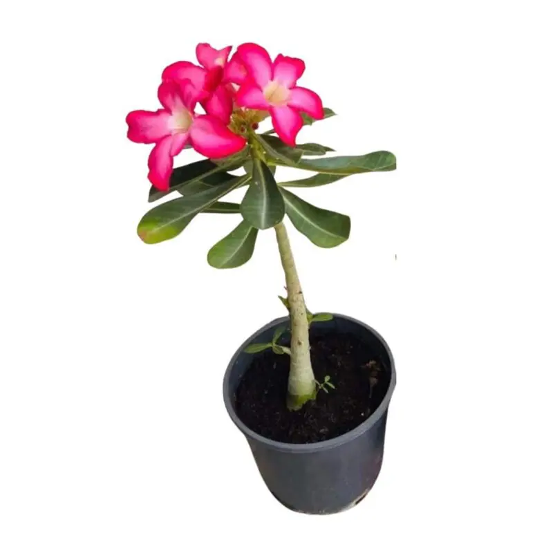 Adenium Plant-Desert Rose