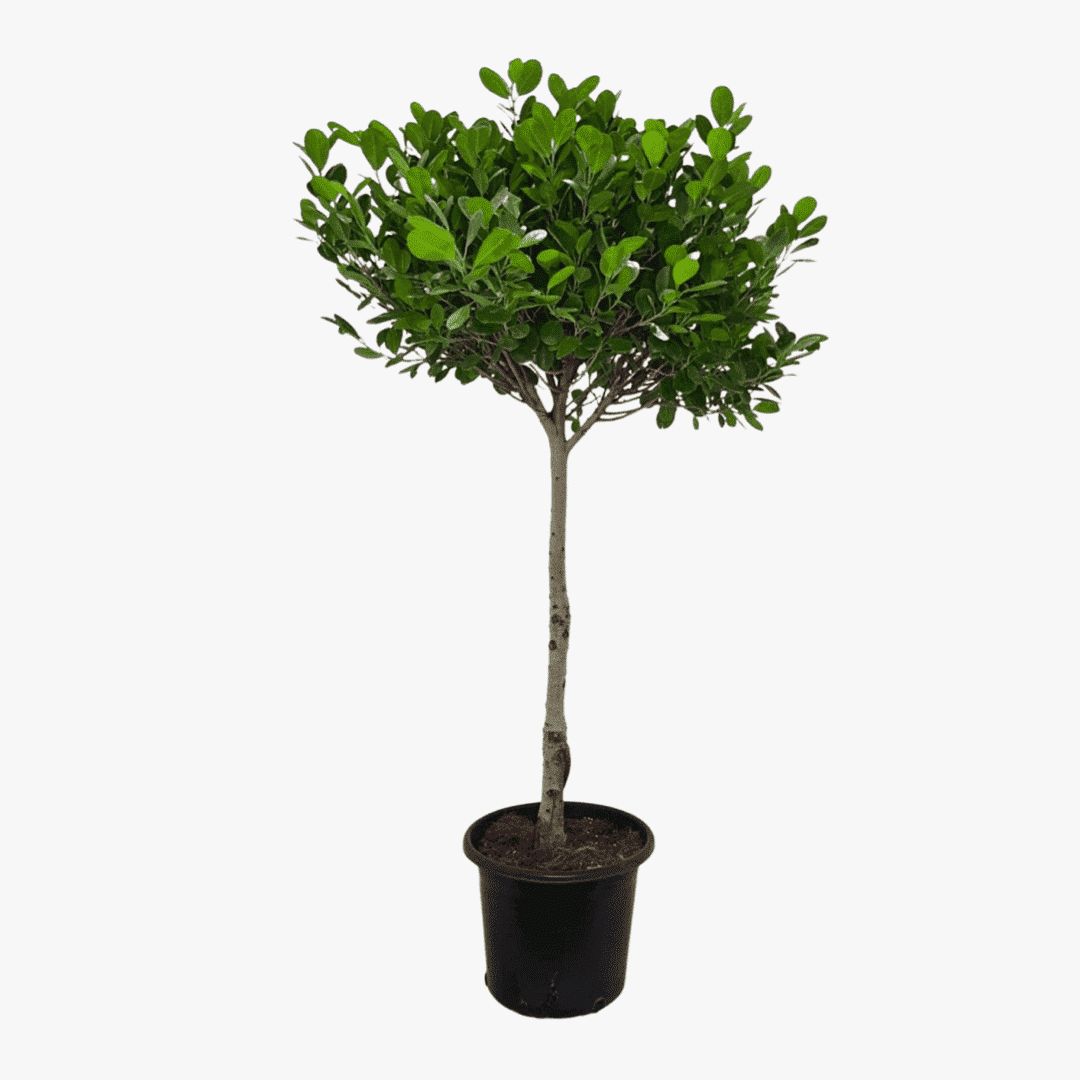 Ficus Daniella