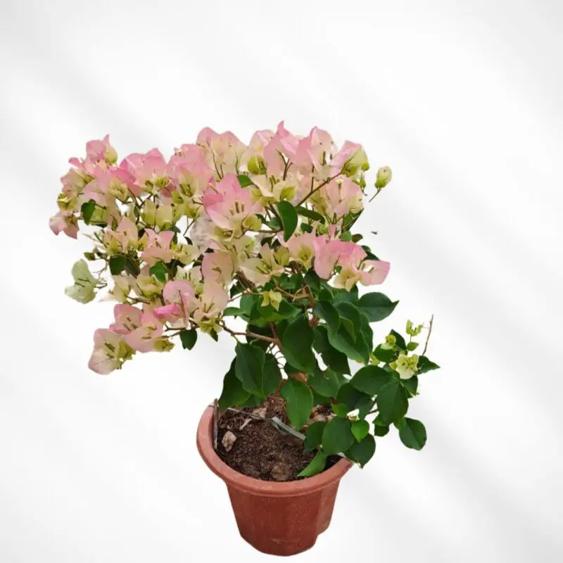 Bougainvillea Pink & White