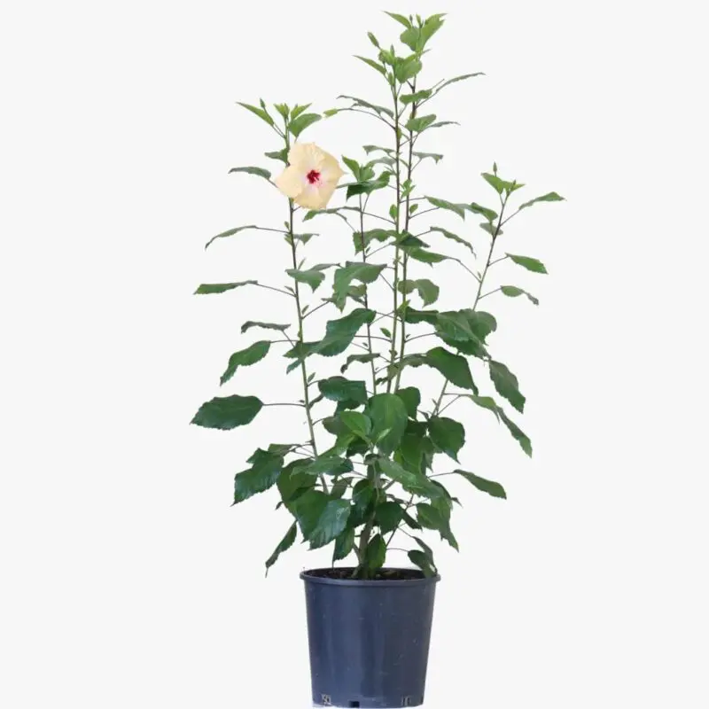 Hibiscus