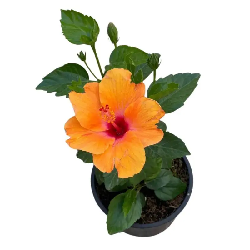 Hibiscus Sunset