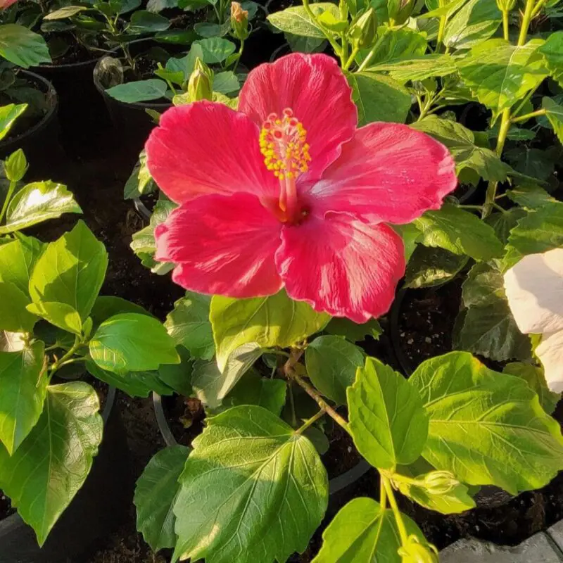 Hibiscus pink
