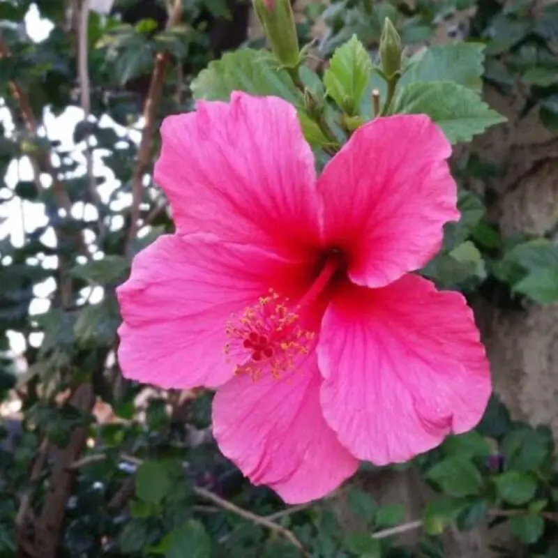 Hibiscus ‘Lipstick Pink’ Bushy