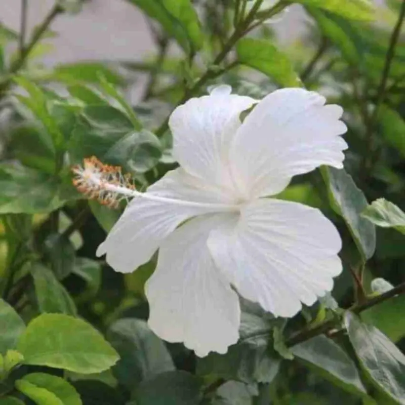 Hibiscus White