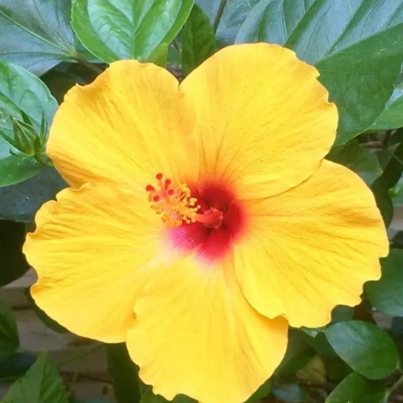 Hibiscus Rosa Sinensis 'Yellow'