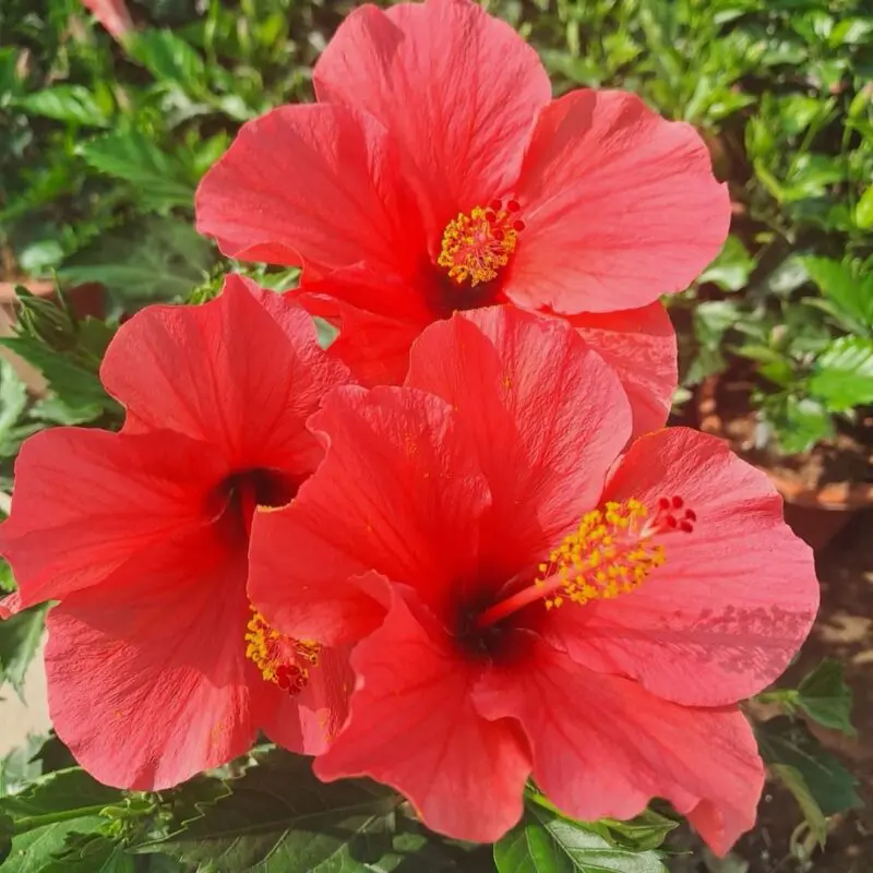 Hibiscus Syriacus Bushy