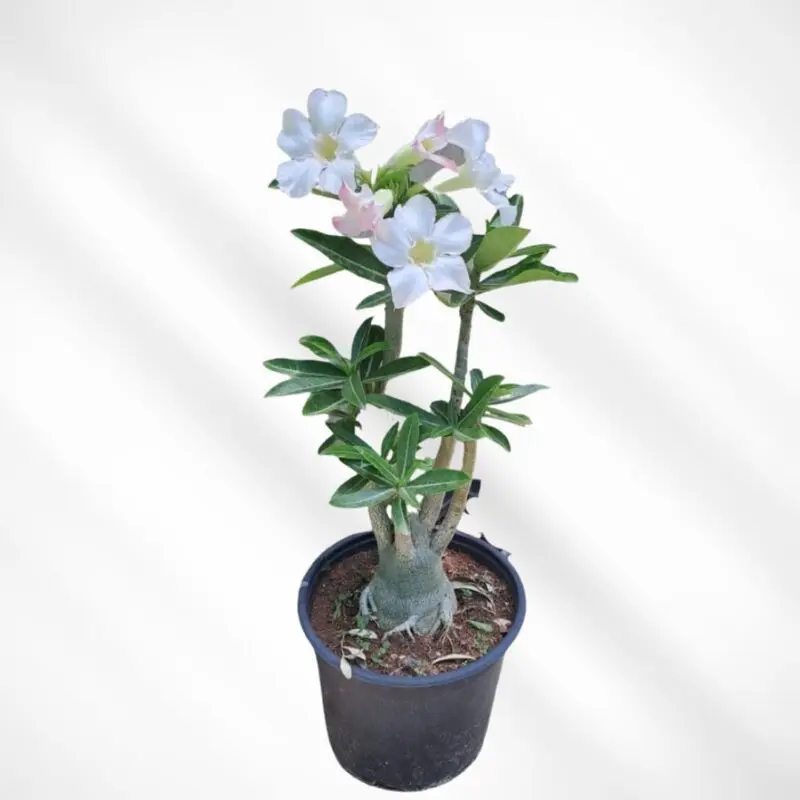Adenium Plant-Desert Rose (White)