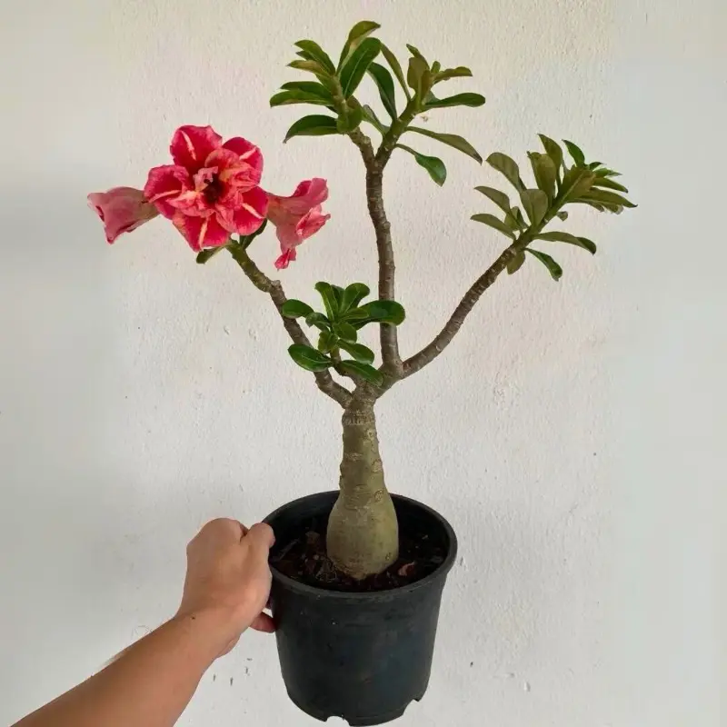 Adenium obesum Red (Desert Rose) Double petals