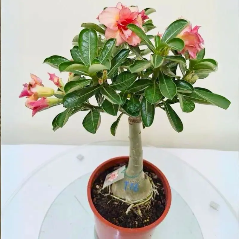 Adenium obesum (Desert Rose) Double petals