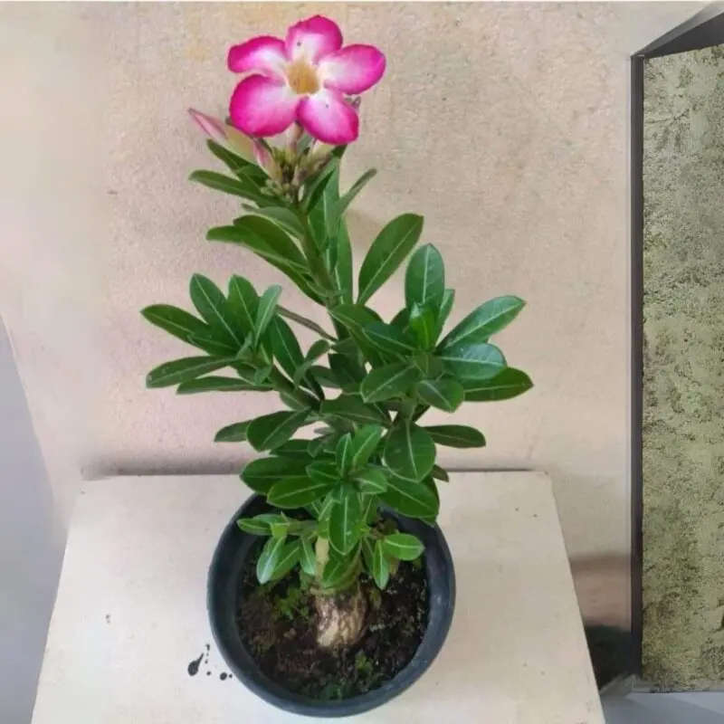 Adenium Obesum Desert Rose