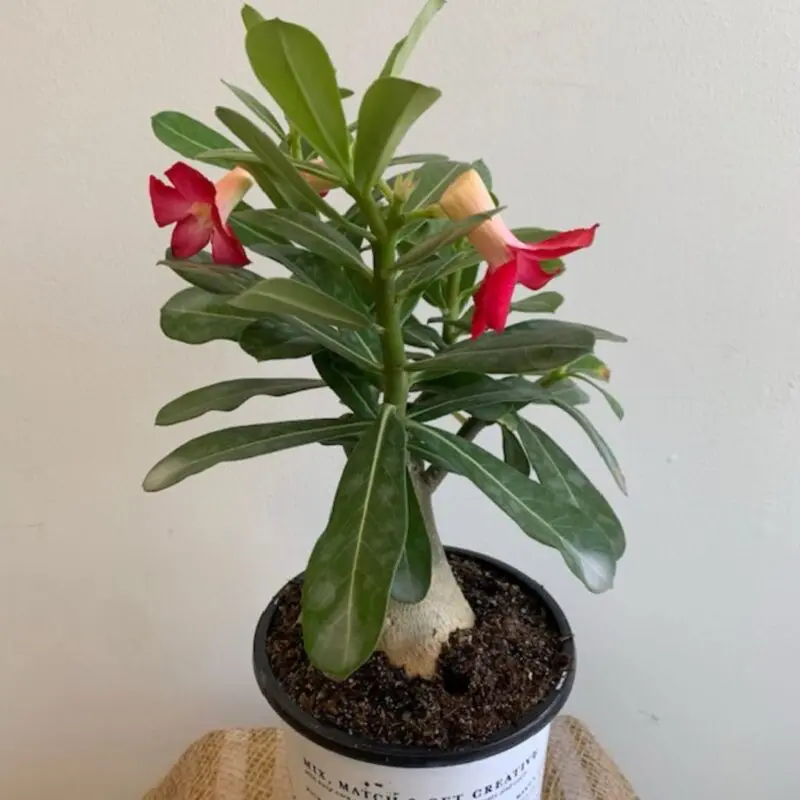 Red Adenium Obesum | Desert Rose