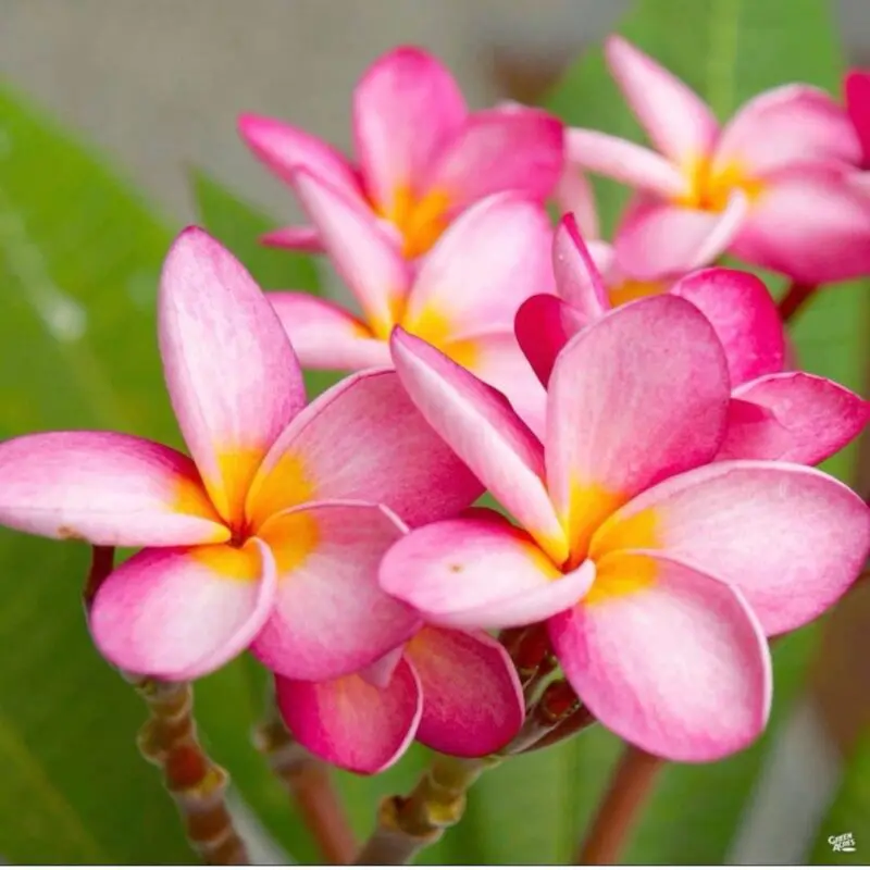 Plumeria obtusa “Frangipani” pink