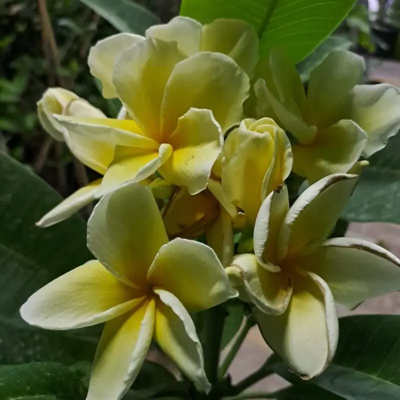 Plumeria Yellow