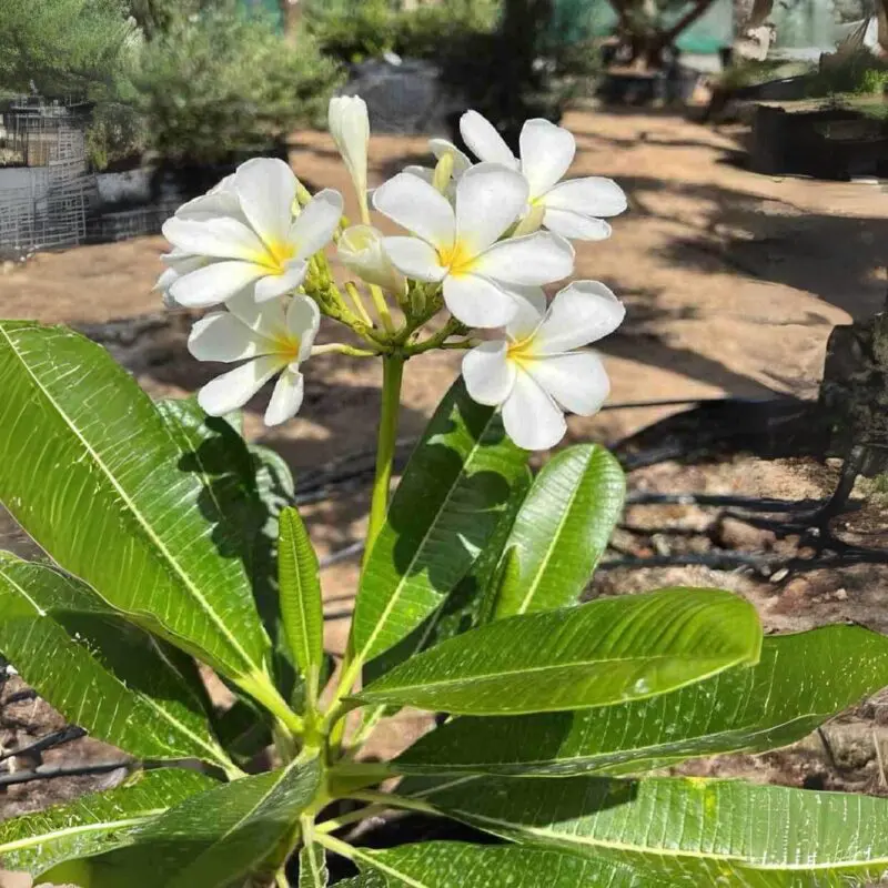 Plumeria obtusa “Frangipani” White