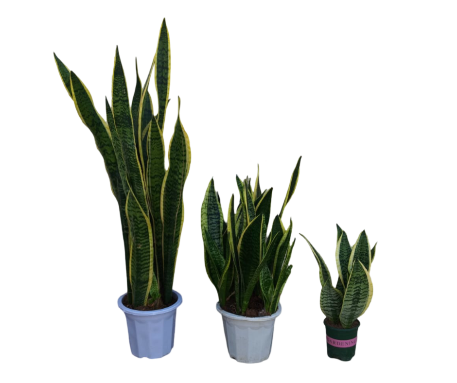 Snake Plant Bundle of 3 (S-M-L)