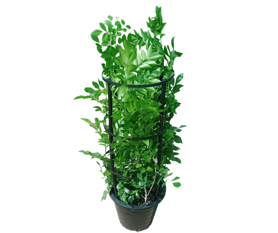 Murraya Jasmine (Murraya paniculata)