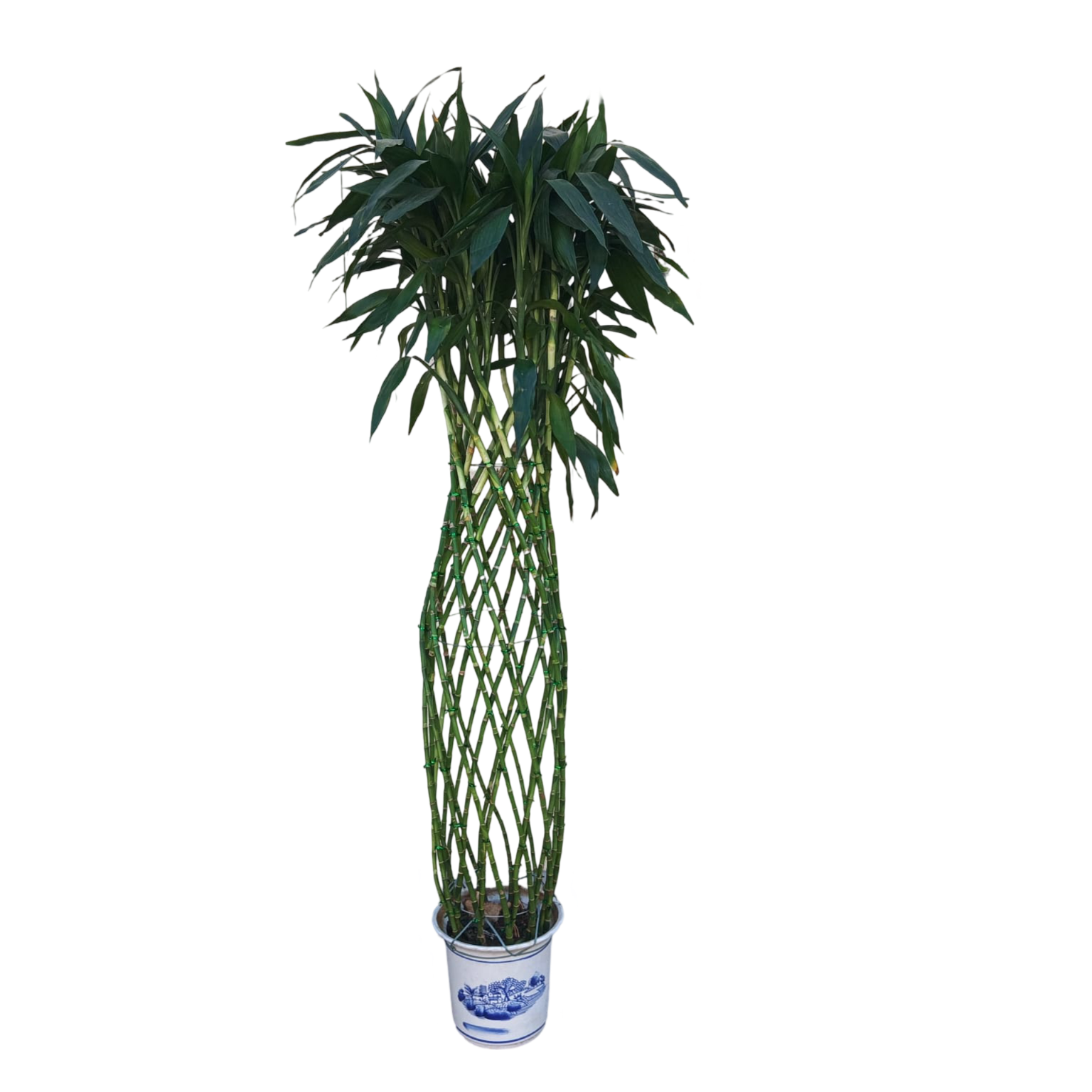 Lucky Bamboo Stick (ceramic pot)