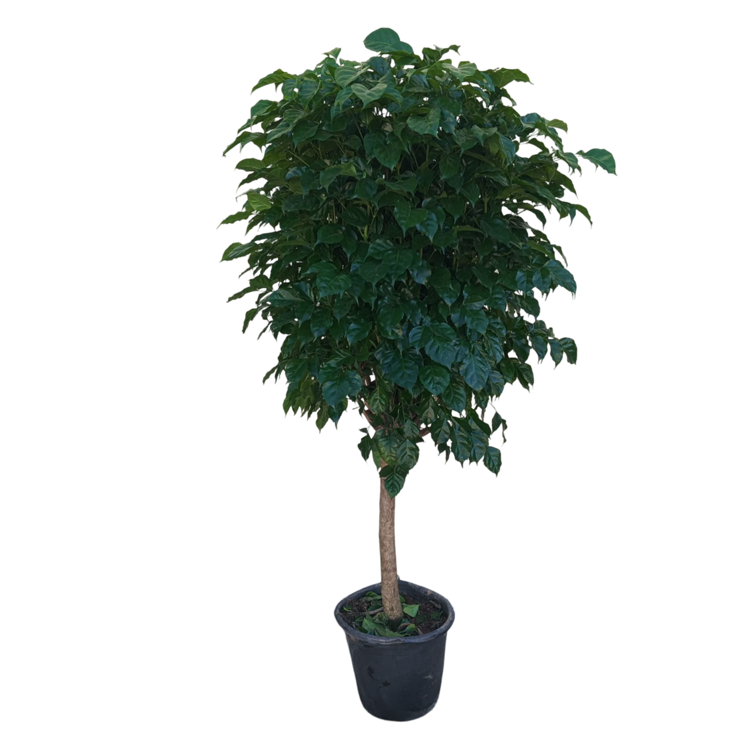 Large China Doll Plant