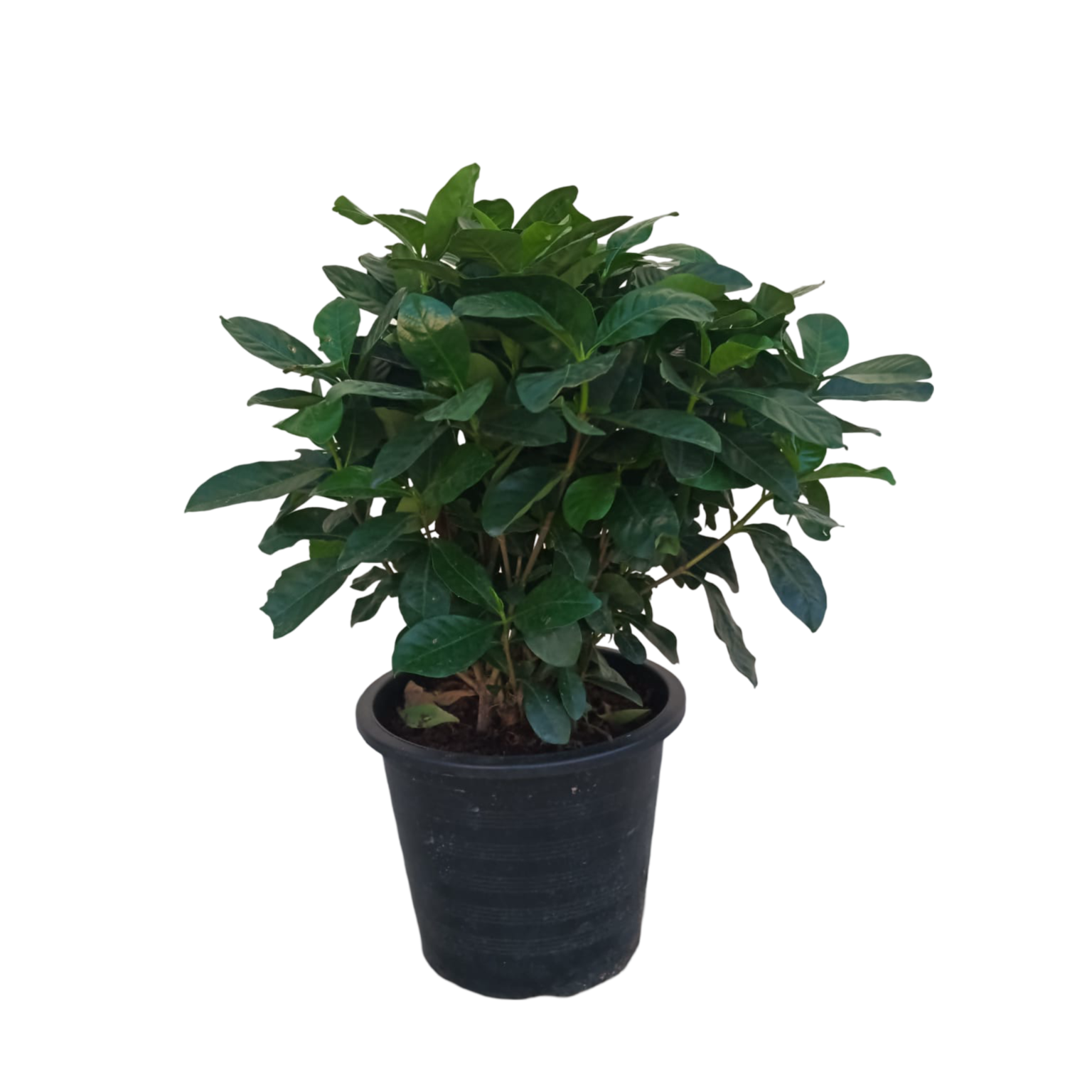 Gardenia