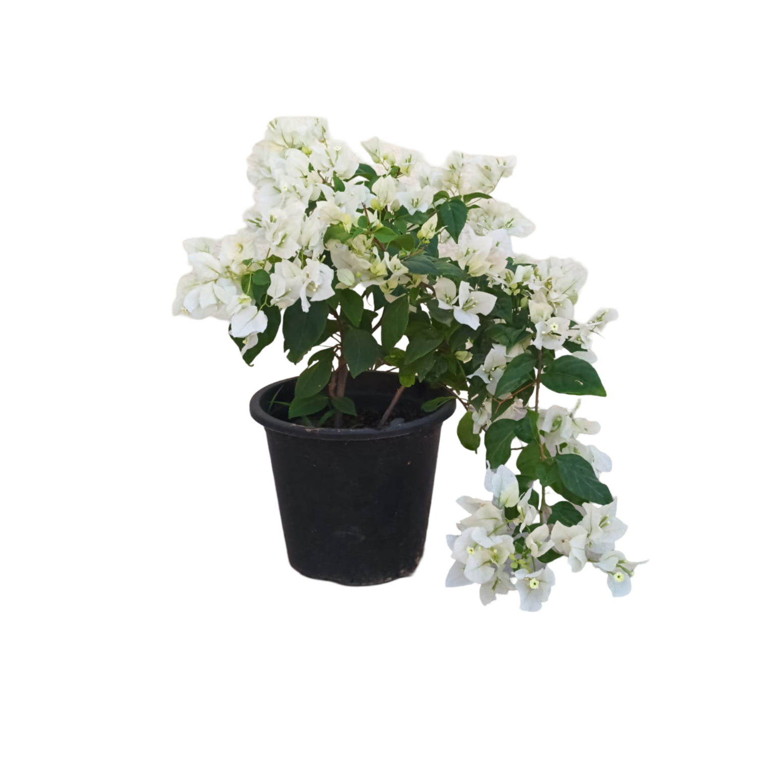 Bougainvillea - White