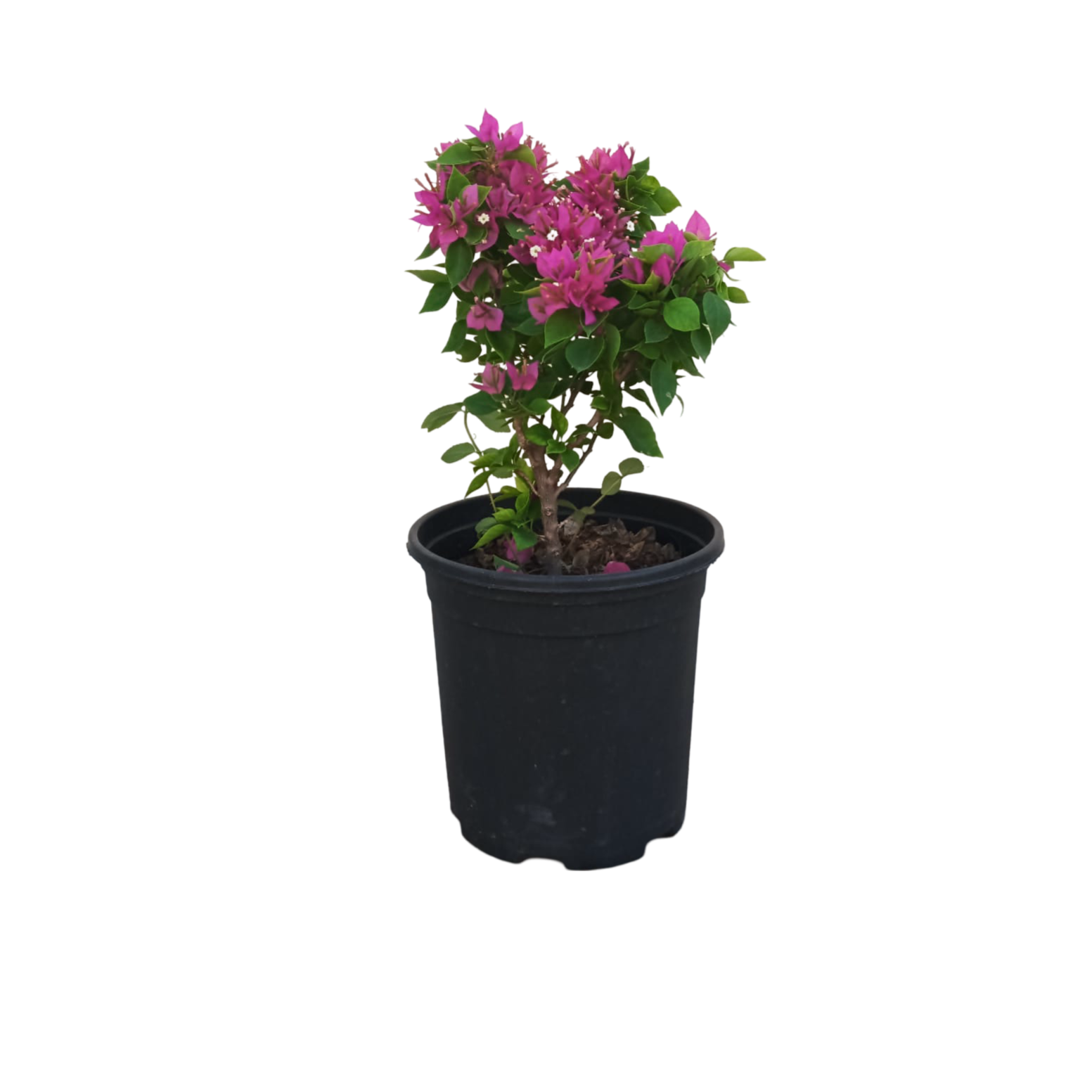 Bougainvillea-Pink Pixie