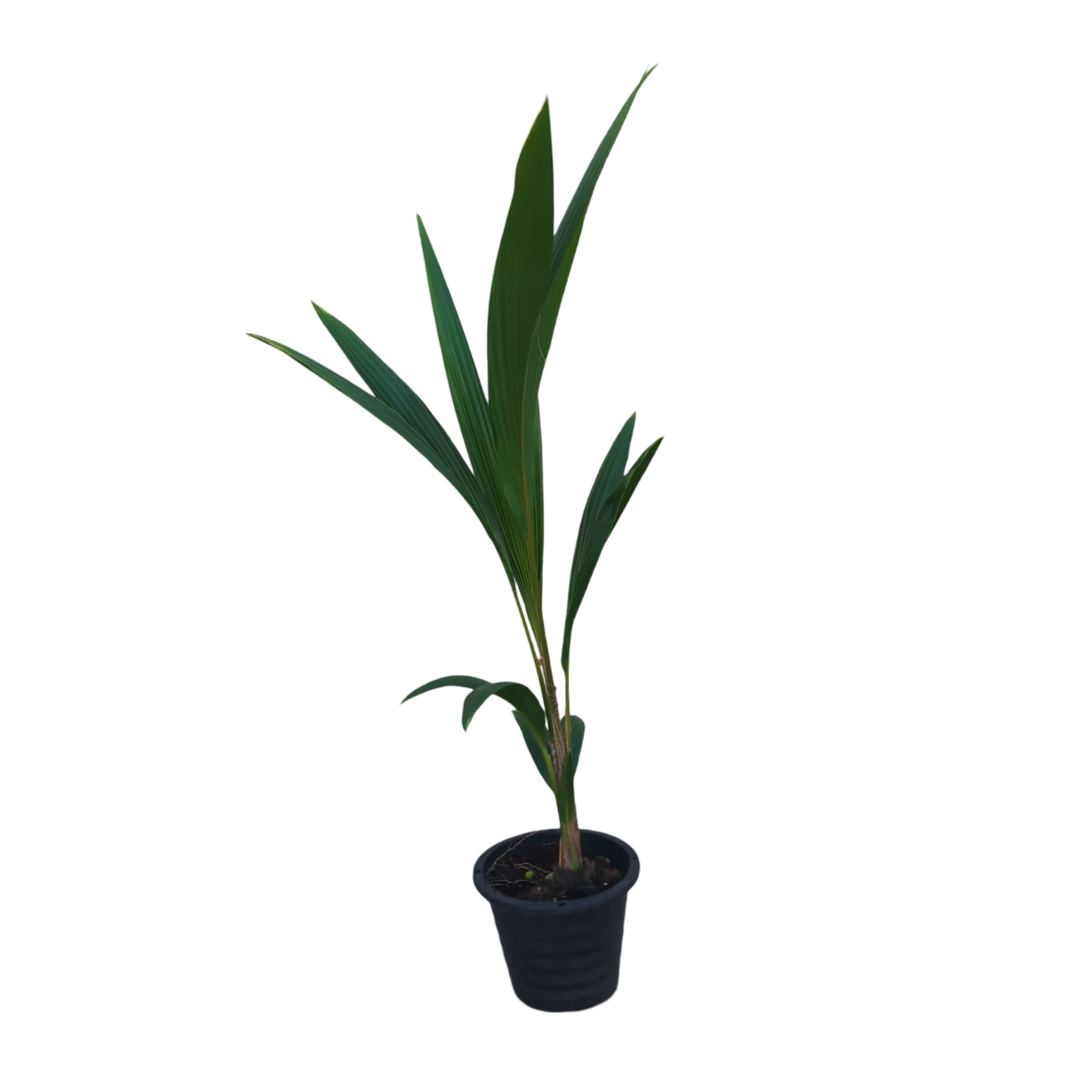 Coconut