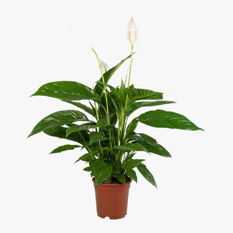 peace Lily (Medium)