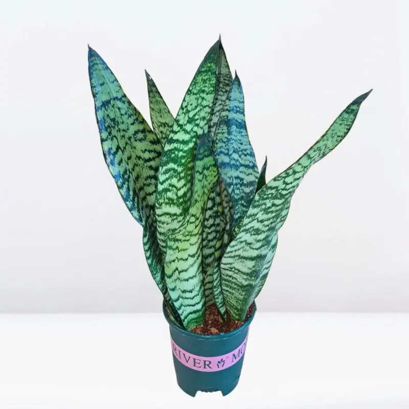 Snake Plant – Sansevieria zeylanica