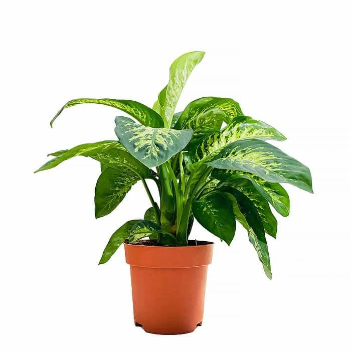 Dieffenbachia (Holland)