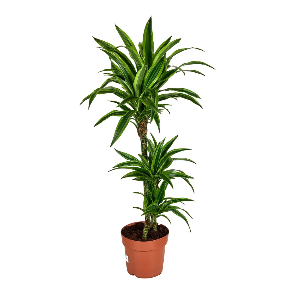 Dracaena Lemon Lime 2