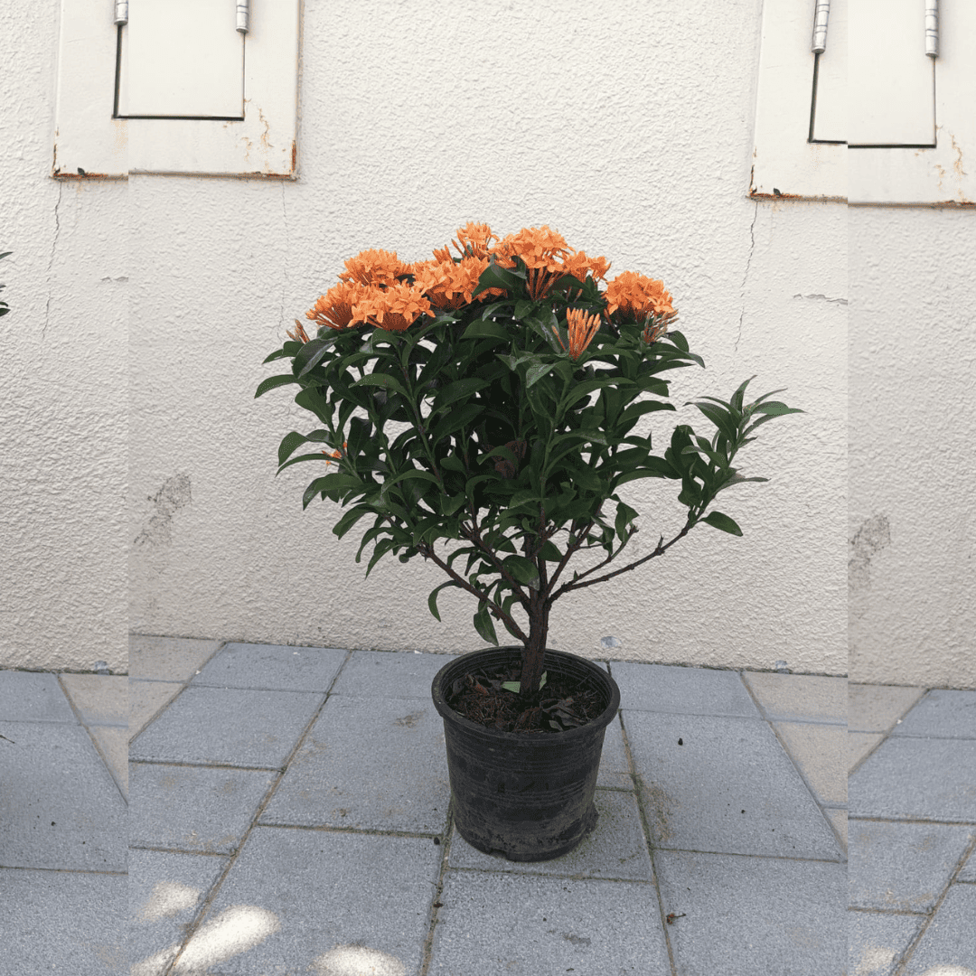 Ixora Chinese-Orange Flower