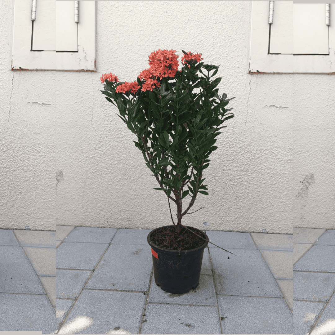 Ixora Chinese-Red Flower
