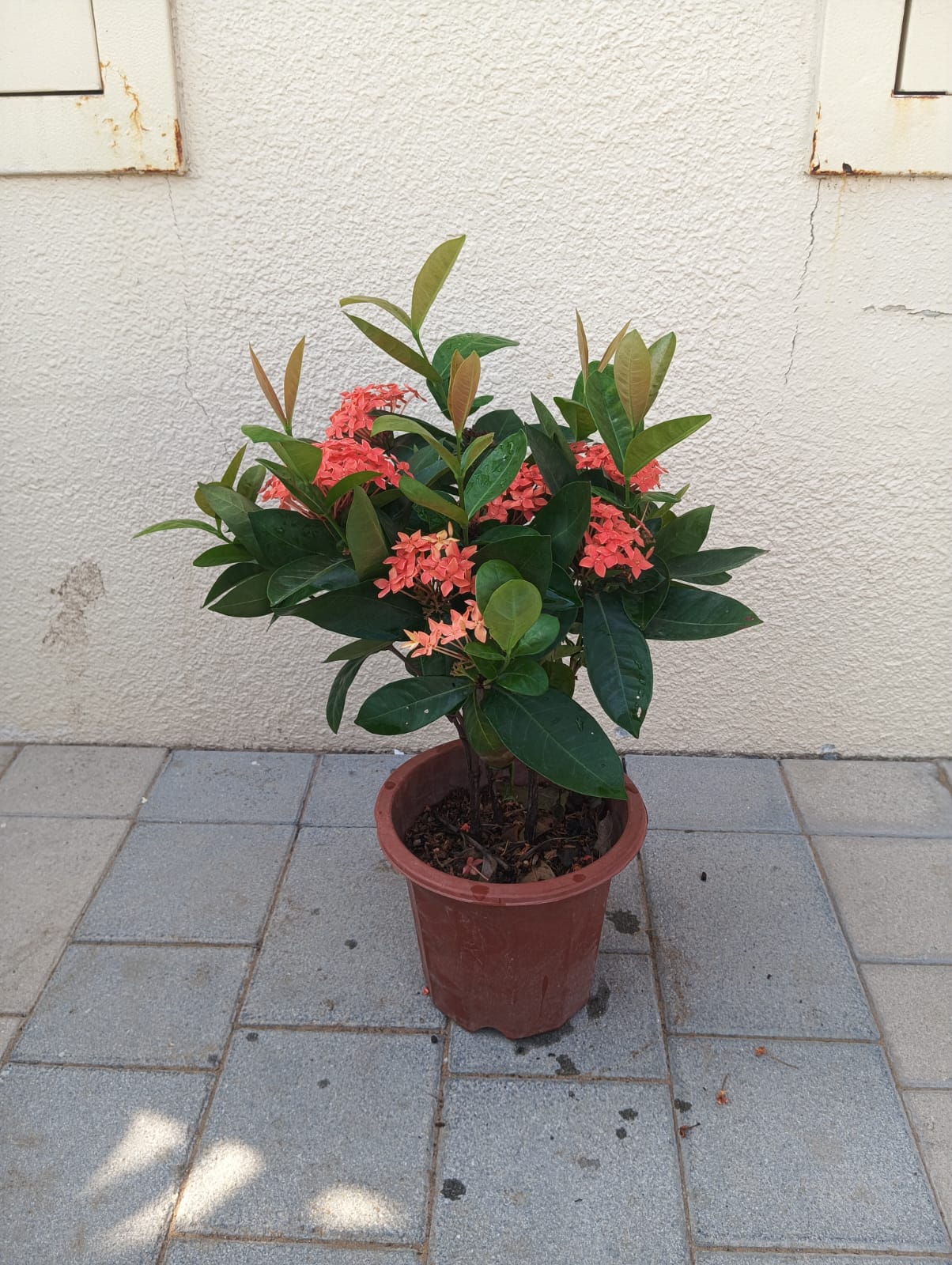 Ixora coccinia Bushy 48cm
