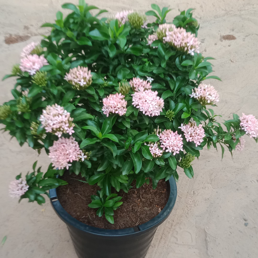Ixora chinensis Pink Big size