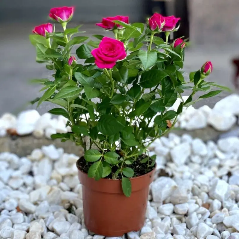 Rose Pink Gemengd