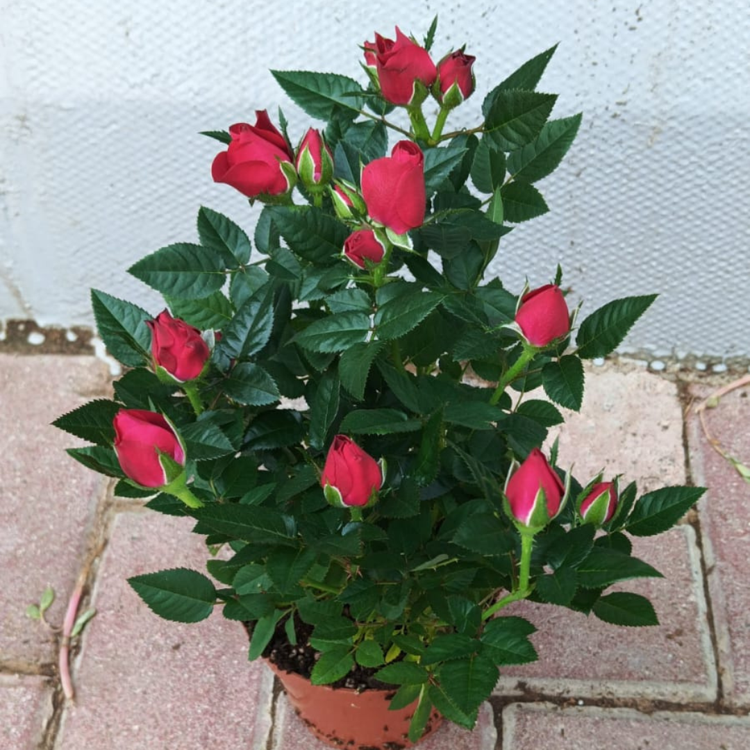 Rose Red Gemengd