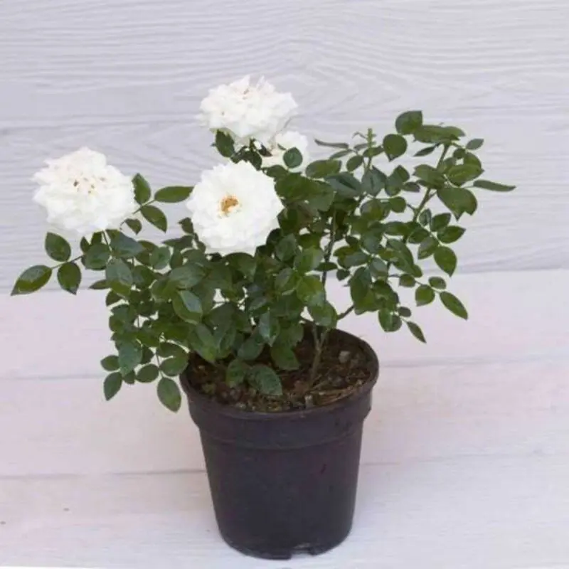 Rose White Gemengd