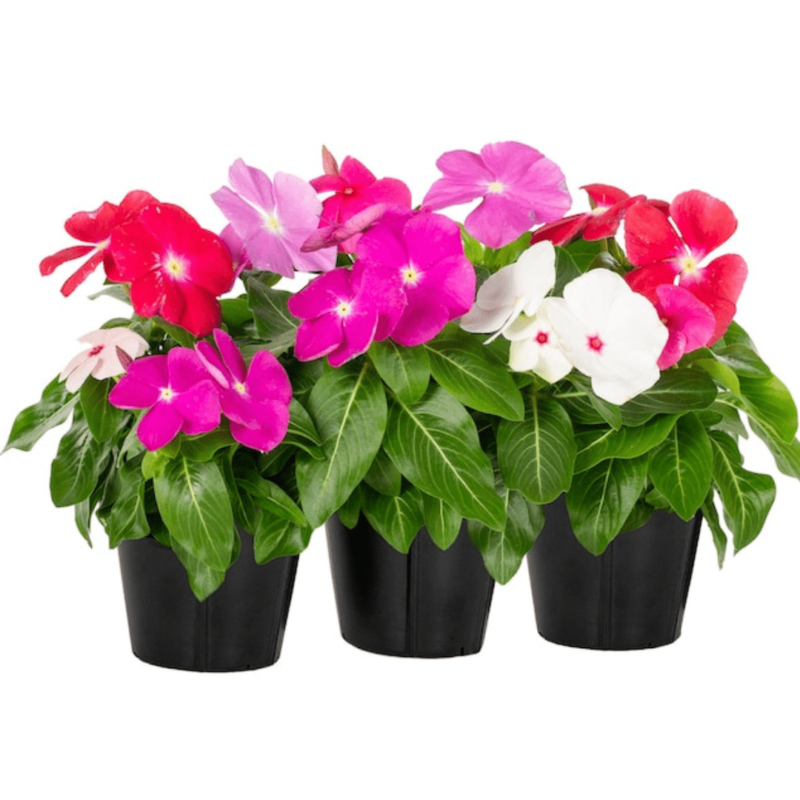 VINCA ROSEA MIX COLOURS1 Box [40 pcs]