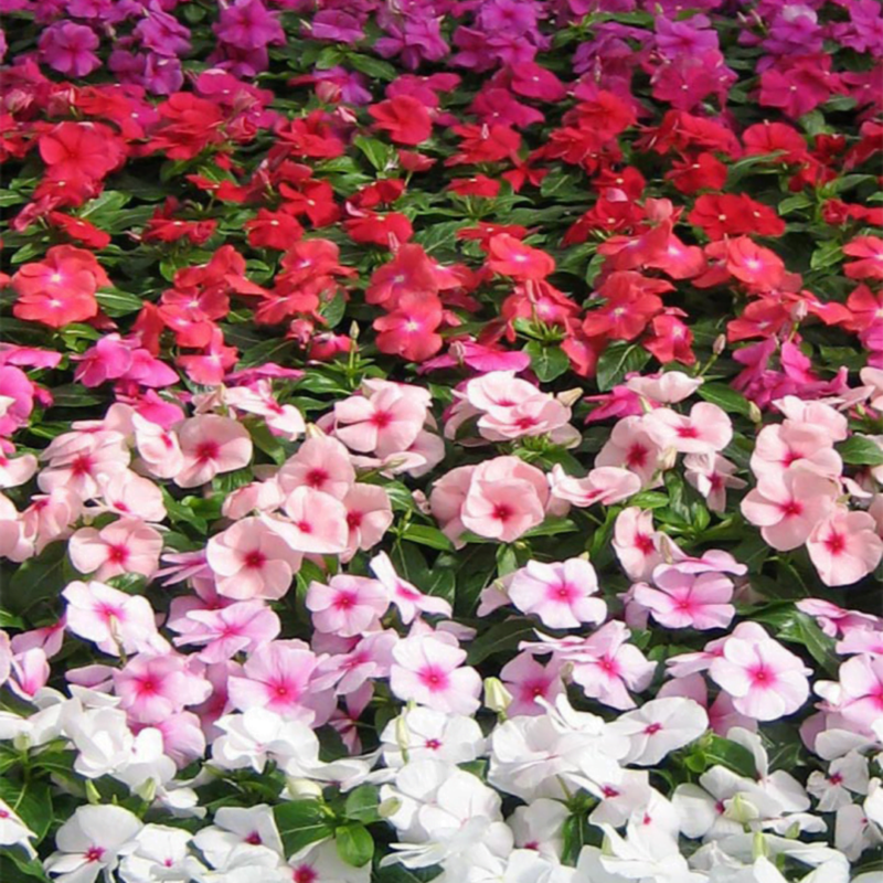 VINCA ROSEA MIX COLOURS1 BOX [ 25 PCS]
