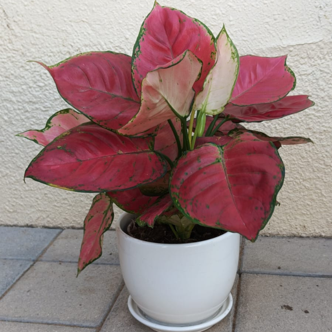 Aglaonema Pink_TABLE TOP-WHITE POT