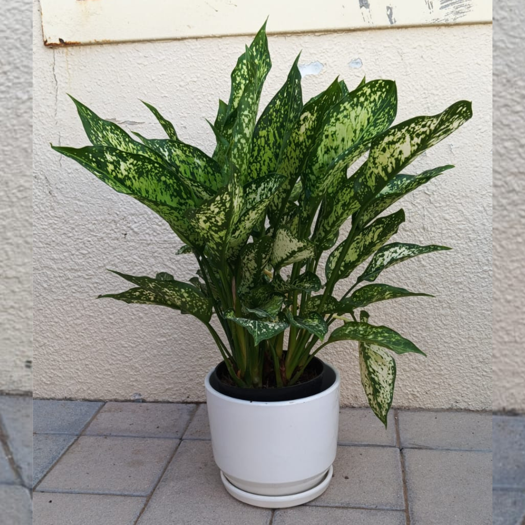 Aglaonema Osaka White_TABLE TOP-WHITE POT