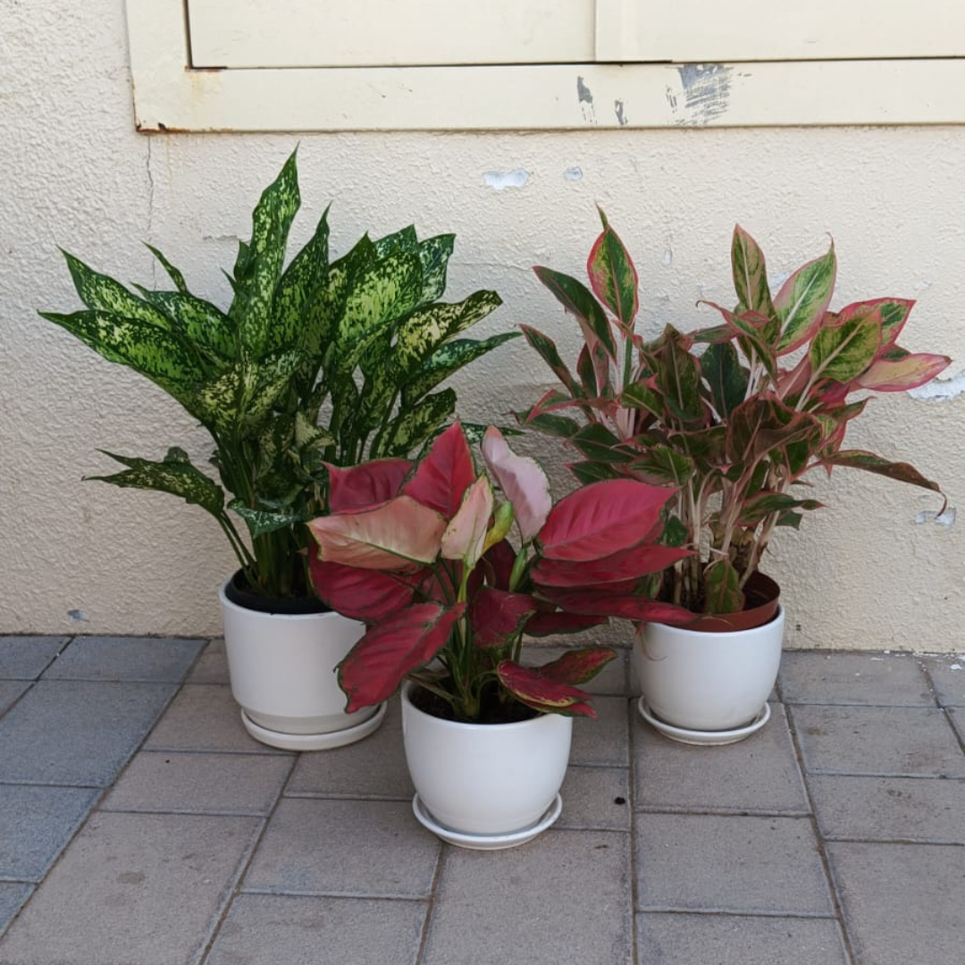 Aglaonema Combo_Pink, White Osaka & Lady Valentine