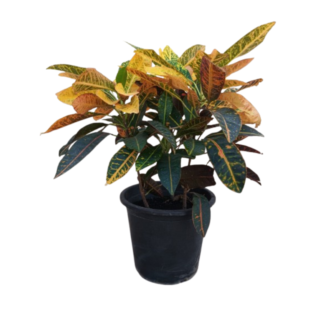Croton Petra_3pp_70cm