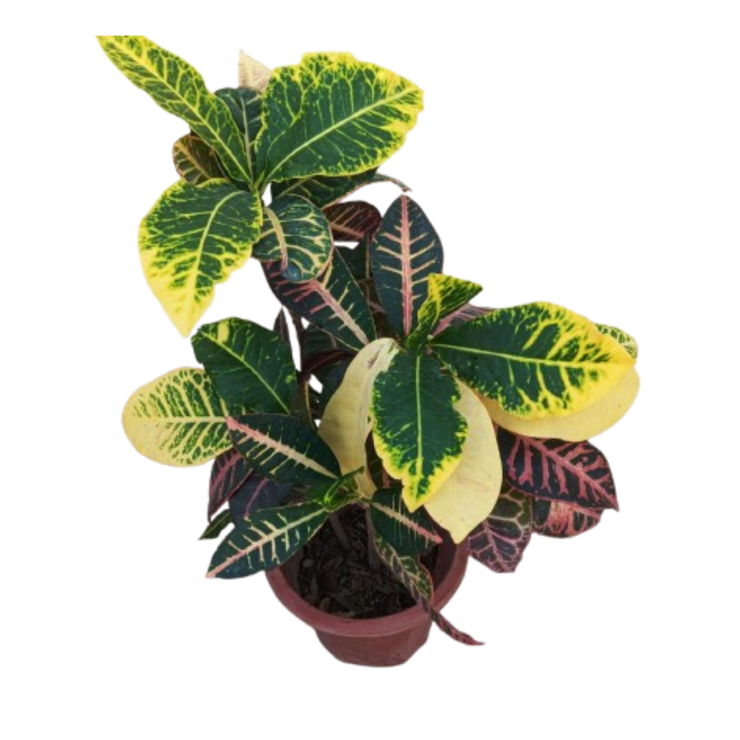 Croton Indoor_3pp_70cm