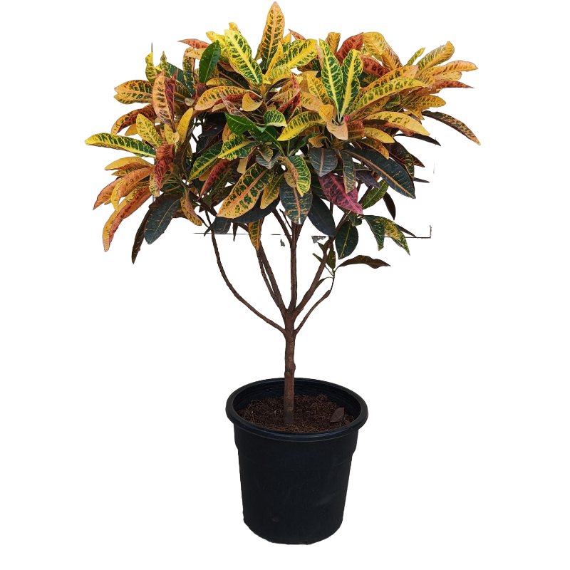 Croton Indoor Big_90cm