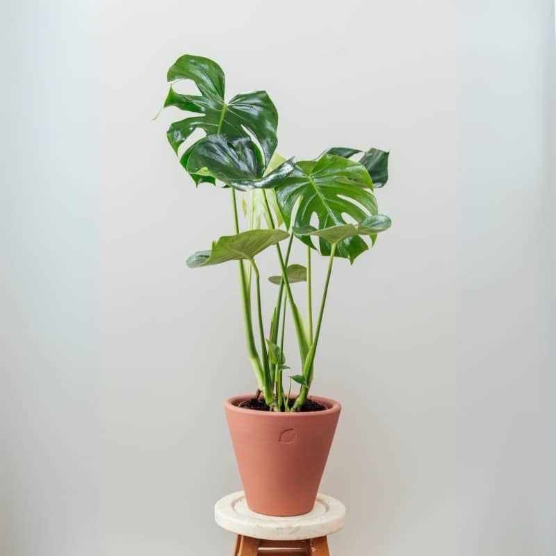 Monstera Deliciosa_70cm
