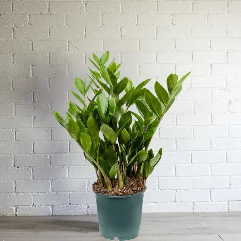 ZZ Plant Bushy