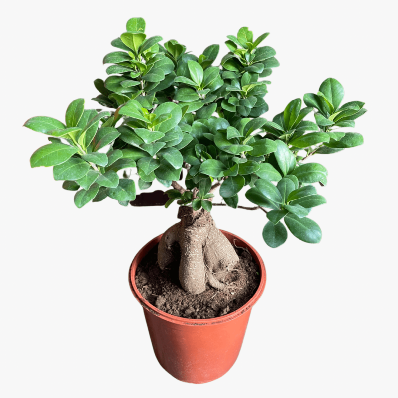 Bonsai Ficus Ginseng Bushy