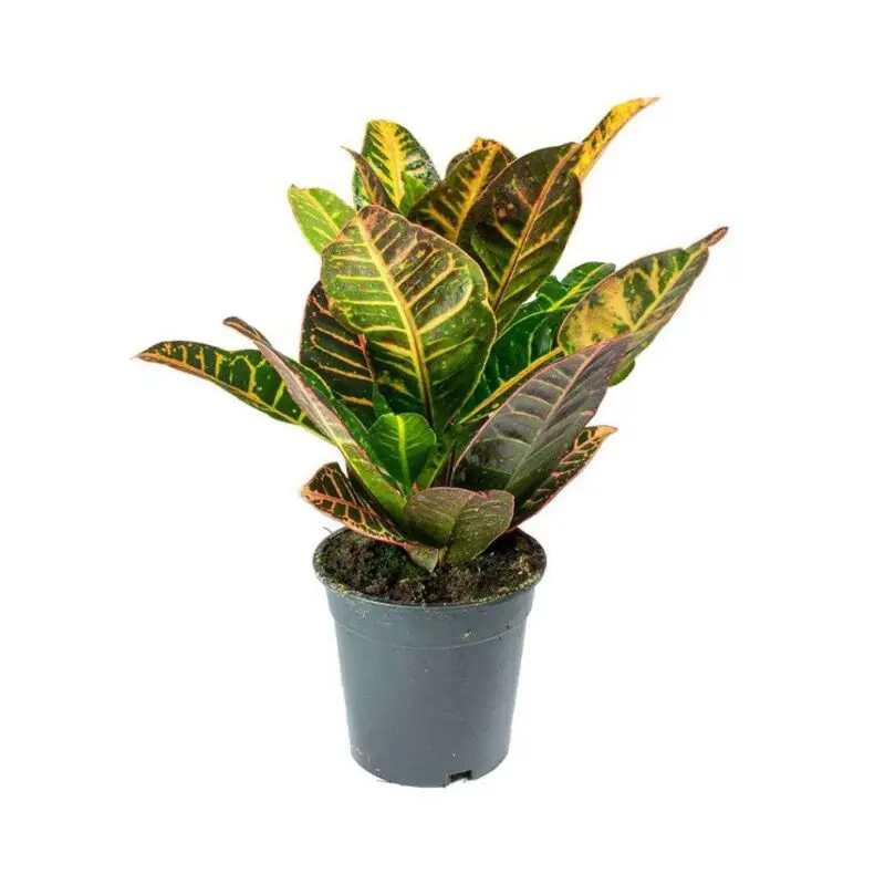 Croton Colorful